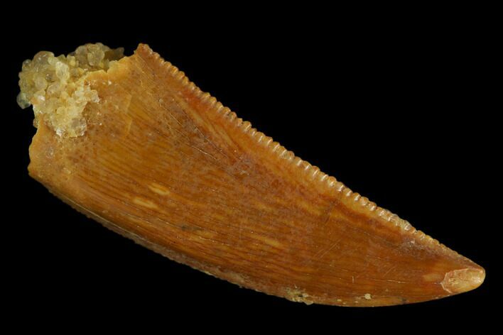 Serrated, Raptor Tooth - Real Dinosaur Tooth #127167